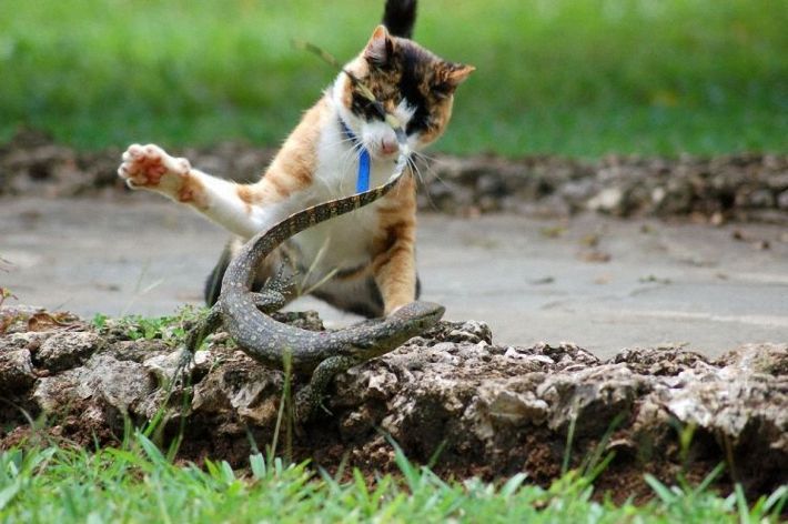 cat and lizard battle