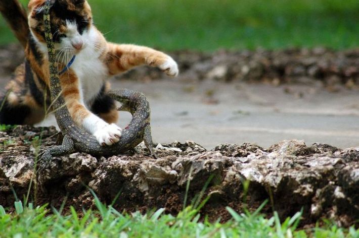 cat and lizard battle