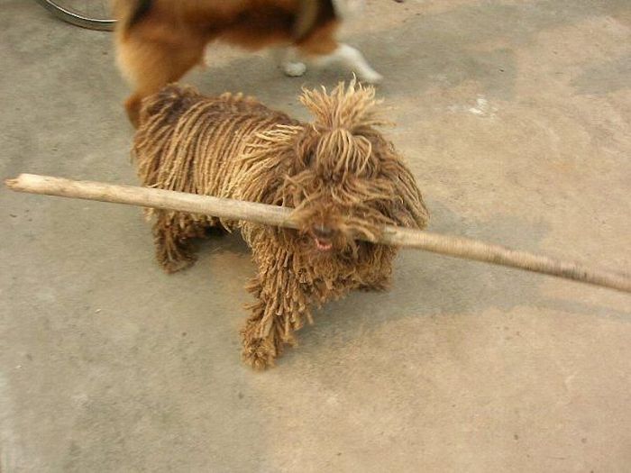 Mysterious mop