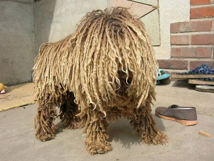 Mysterious mop