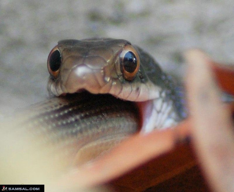 snake eats snake