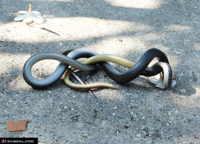 snake eats snake