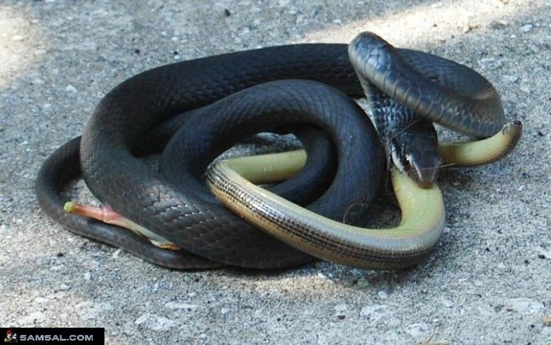 snake eats snake