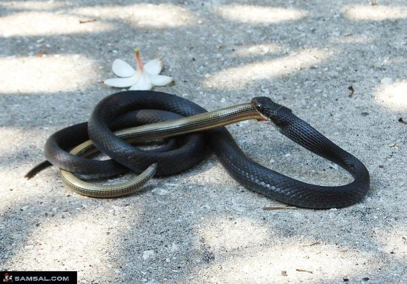 snake eats snake
