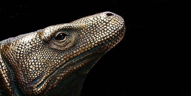 Komodo dragon lizard