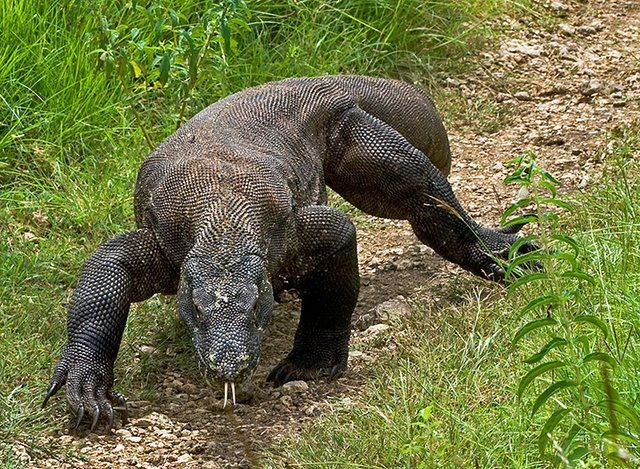 Komodo dragon lizard