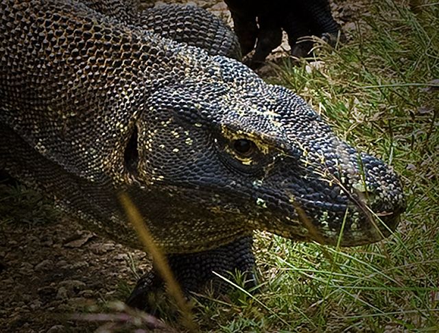 Komodo dragon lizard