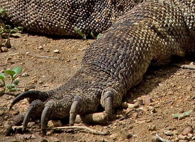 Komodo dragon lizard