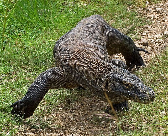 Komodo dragon lizard