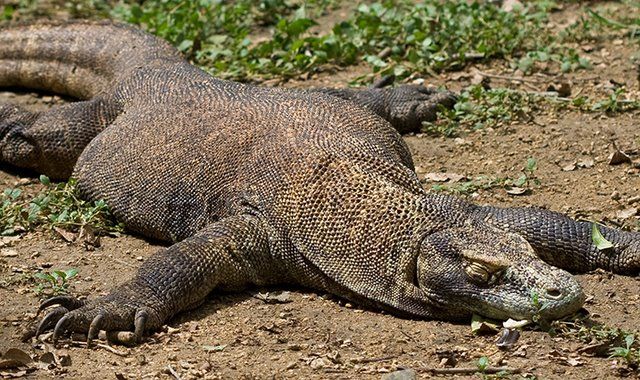 Komodo dragon lizard