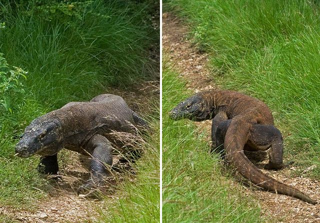 Komodo dragon lizard