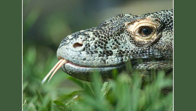 Komodo dragon lizard