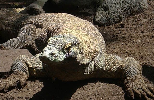 Komodo dragon lizard