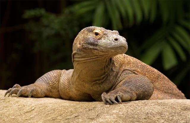 Komodo dragon lizard