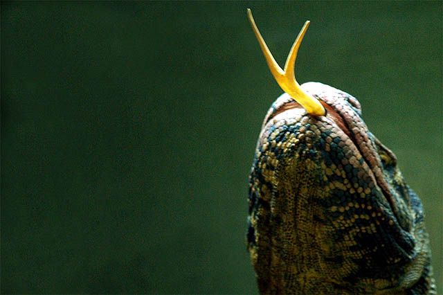 Komodo dragon lizard