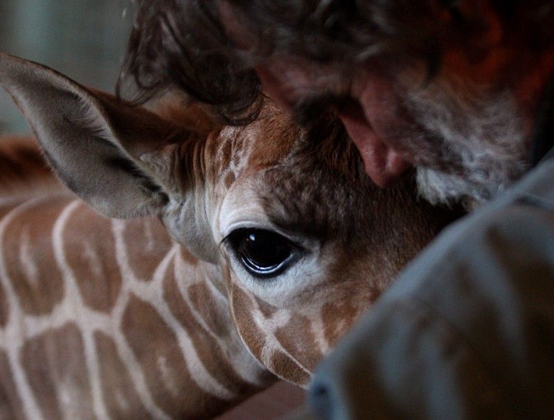 Beautiful photos of the animals in the ZOO