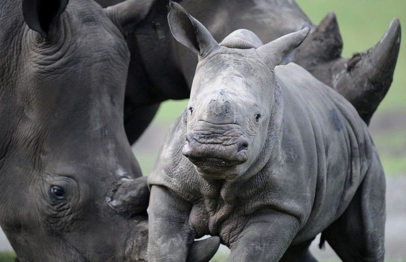 Beautiful photos of the animals in the ZOO