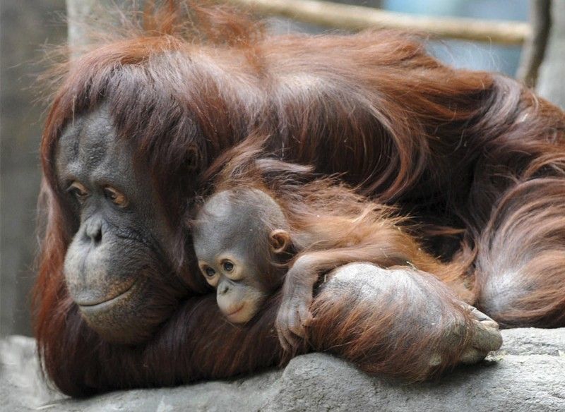 Beautiful photos of the animals in the ZOO