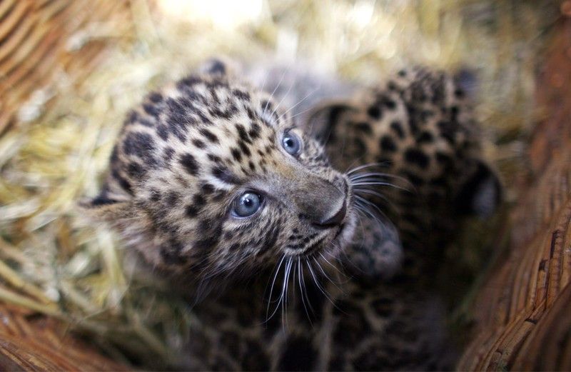 Beautiful photos of the animals in the ZOO