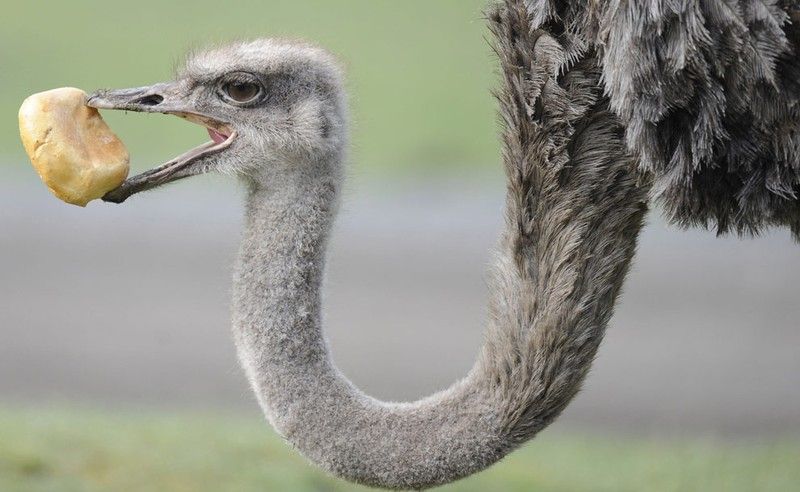 Beautiful photos of the animals in the ZOO