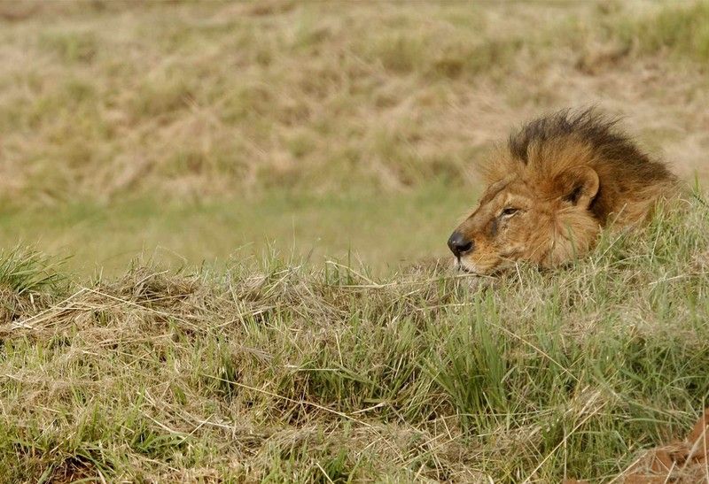 Beautiful photos of the animals in the ZOO