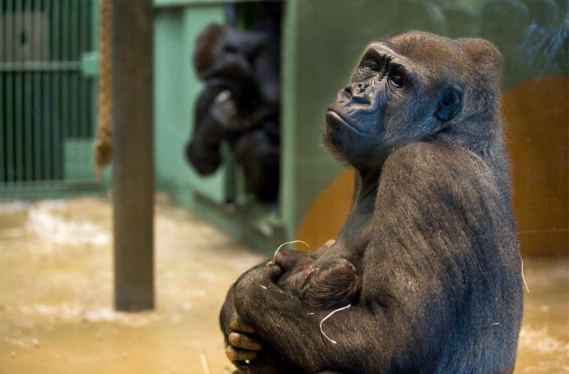 Beautiful photos of the animals in the ZOO