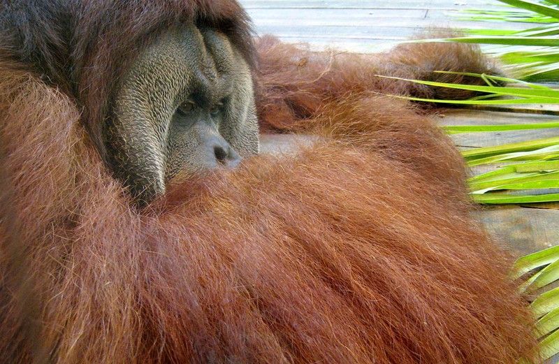 Beautiful photos of the animals in the ZOO