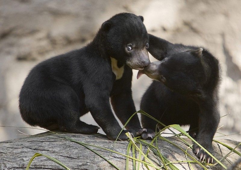 Beautiful photos of the animals in the ZOO