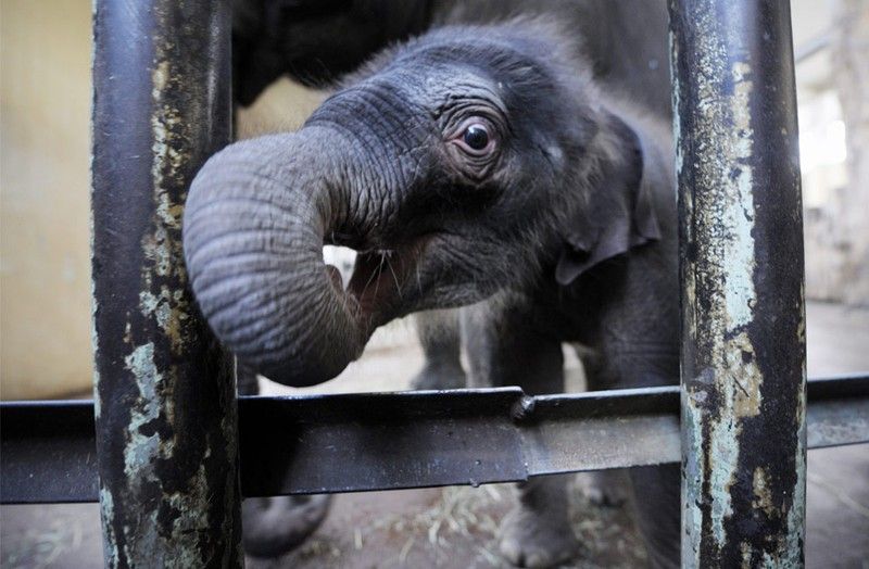 Beautiful photos of the animals in the ZOO