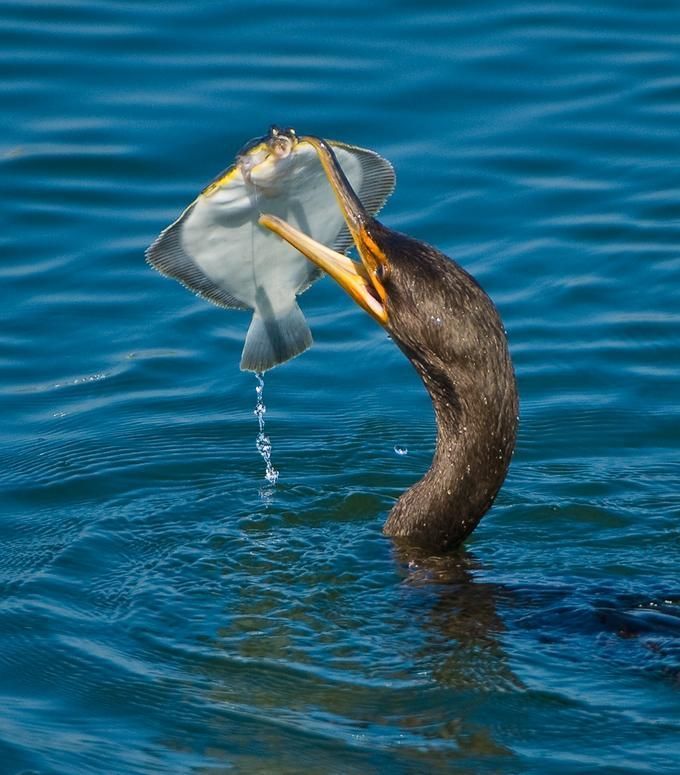 Пеликан ловит рыбу. Смешной Пеликан. Ныряющие птицы. Птицы питающиеся рыбой. Пеликан ныряет.