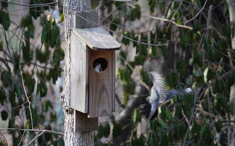 Bird uninvited