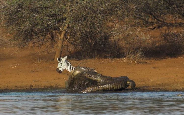 zebra against a crocodile