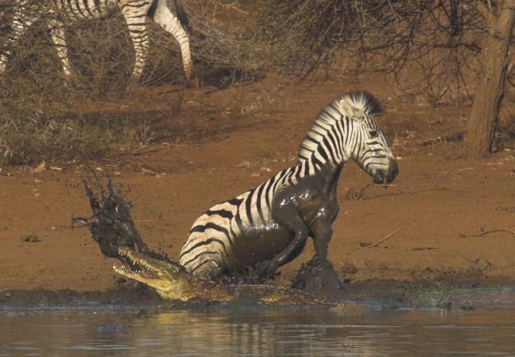 zebra against a crocodile