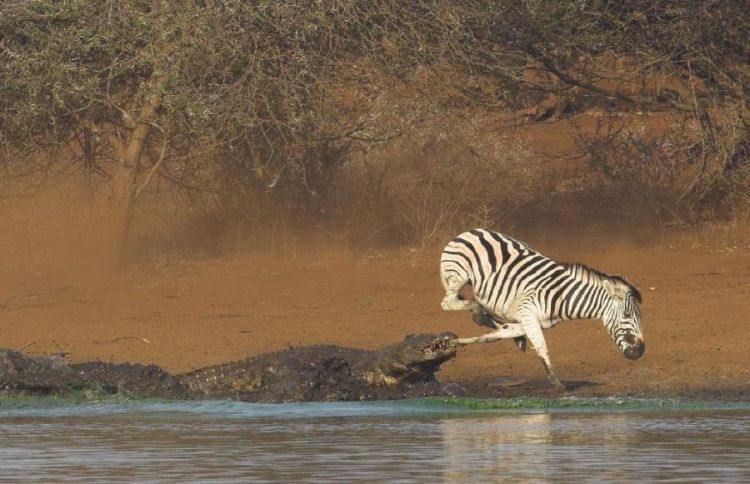 zebra against a crocodile