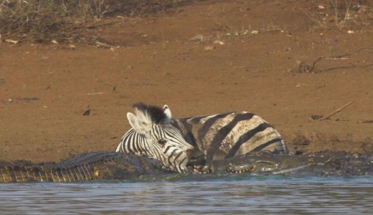 zebra against a crocodile