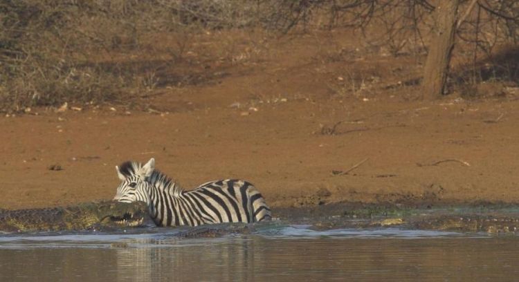 zebra against a crocodile