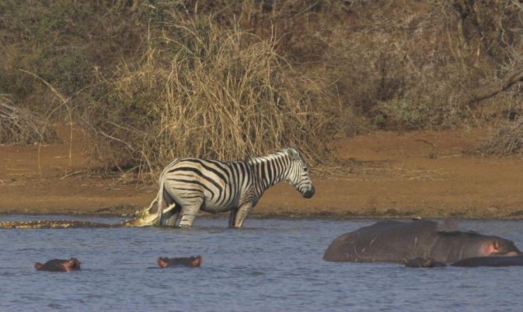 zebra against a crocodile