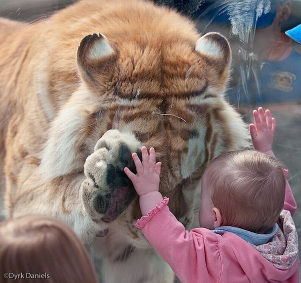 child with a tiger