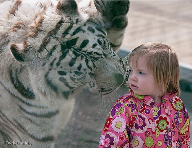 child with a tiger
