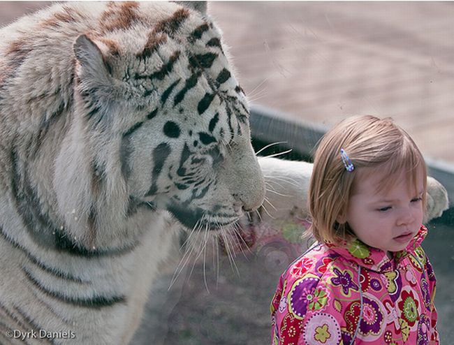child with a tiger