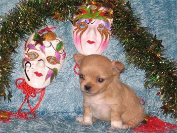 cute puppy dog