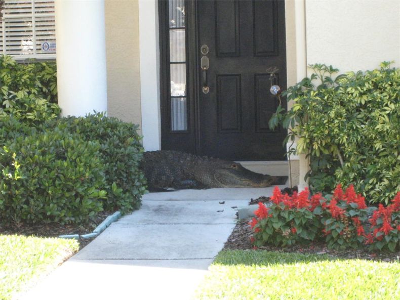 Alligator surprise, Florida, United States