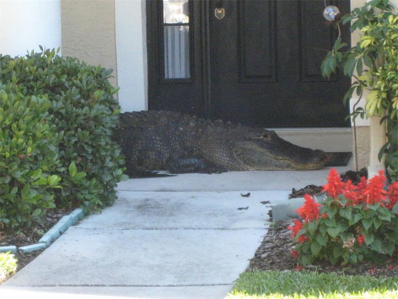 Alligator surprise, Florida, United States