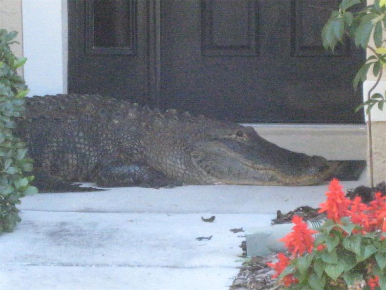 Alligator surprise, Florida, United States