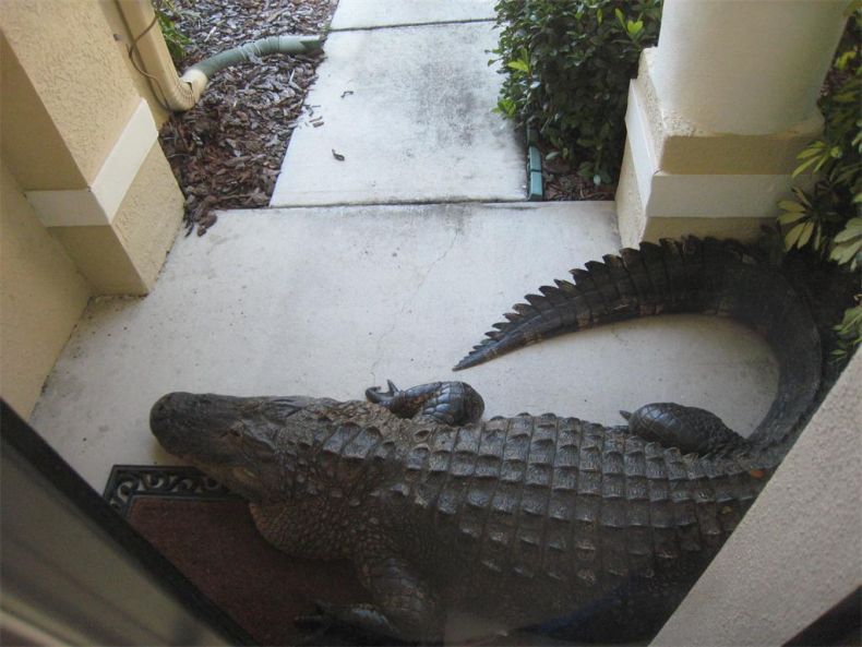 Alligator surprise, Florida, United States