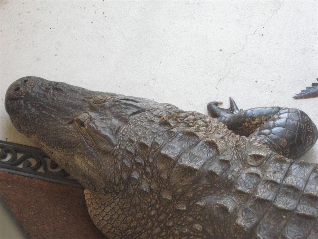 Alligator surprise, Florida, United States