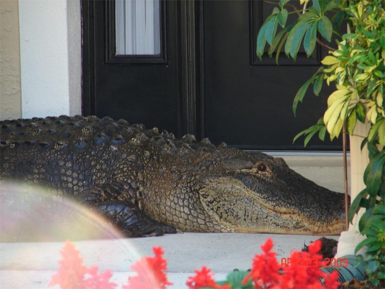 Alligator surprise, Florida, United States