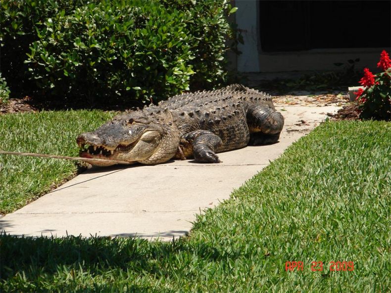 Alligator surprise, Florida, United States