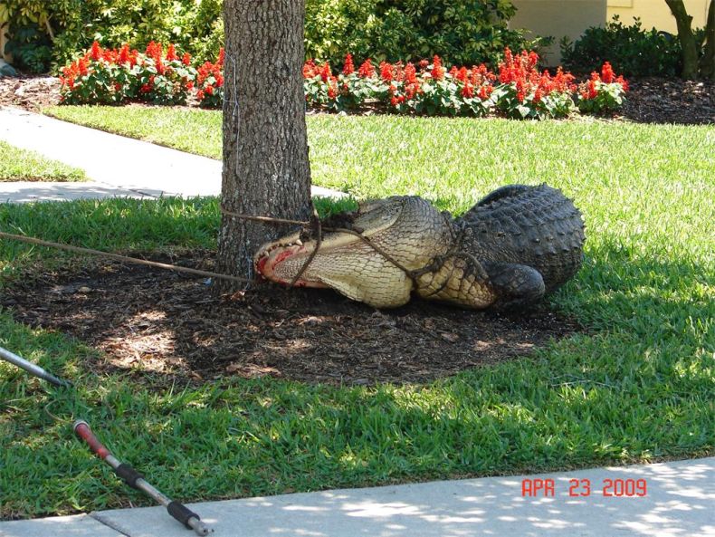 Alligator surprise, Florida, United States