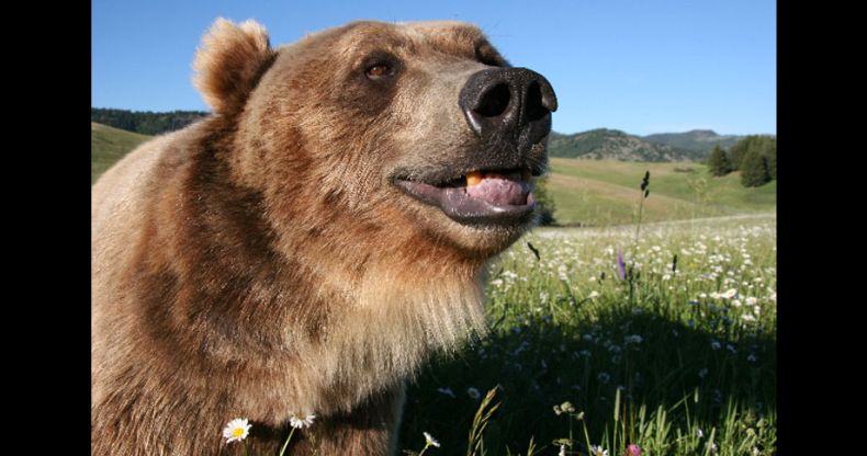 Biologist Casey Anderson, and his bear Butusov